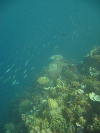 Healthy coral reefs, like this one in Papua New Guinea, are complex in structure and support high biodiversity (Photo courtesy: Bayden Russell, The Swire Institute of Marine Science, The University of Hong Kong).